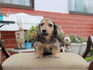 Miniature_Dachshund4551
