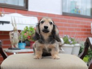 Miniature_Dachshund4554 Miniature_Dachshund4554