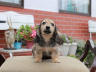 Miniature_Dachshund4557