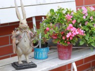 Miniature_Dachshund4562