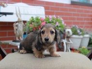 Miniature_Dachshund4565