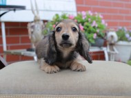 Miniature_Dachshund4574