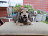 Miniature_Dachshund4578