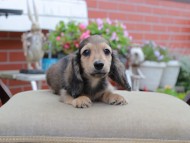 Miniature_Dachshund4580