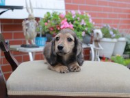 Miniature_Dachshund4581