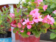 Miniature_Dachshund4596