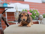 Miniature_Dachshund4597