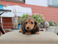 Miniature_Dachshund4599