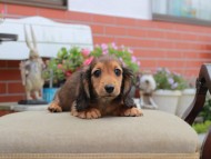 Miniature_Dachshund4613