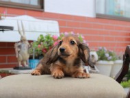 Miniature_Dachshund4615 Miniature_Dachshund4615