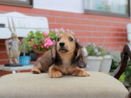 Miniature_Dachshund4621 Miniature_Dachshund4621