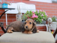 Miniature_Dachshund4624 Miniature_Dachshund4624