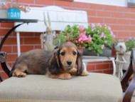 Miniature_Dachshund4629 Miniature_Dachshund4629