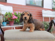 Miniature_Dachshund4647 Miniature_Dachshund4647