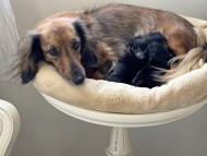 Miniature_Dachshund4_0