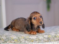 Miniature_Dachshund5095