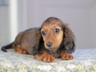 Miniature_Dachshund5137