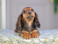 Miniature_Dachshund5141 Miniature_Dachshund5141
