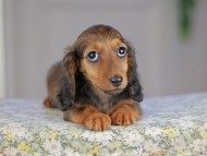 Miniature_Dachshund5147 Miniature_Dachshund5147