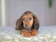 Miniature_Dachshund5150