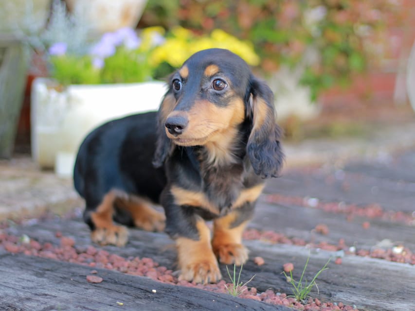 ミニチュアダックスフンド スィーティ&スカッシュの子犬 ブラックタン 女の子（1）