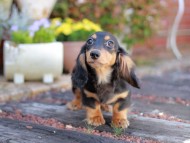 Miniature_Dachshund5346