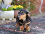 Miniature_Dachshund5347
