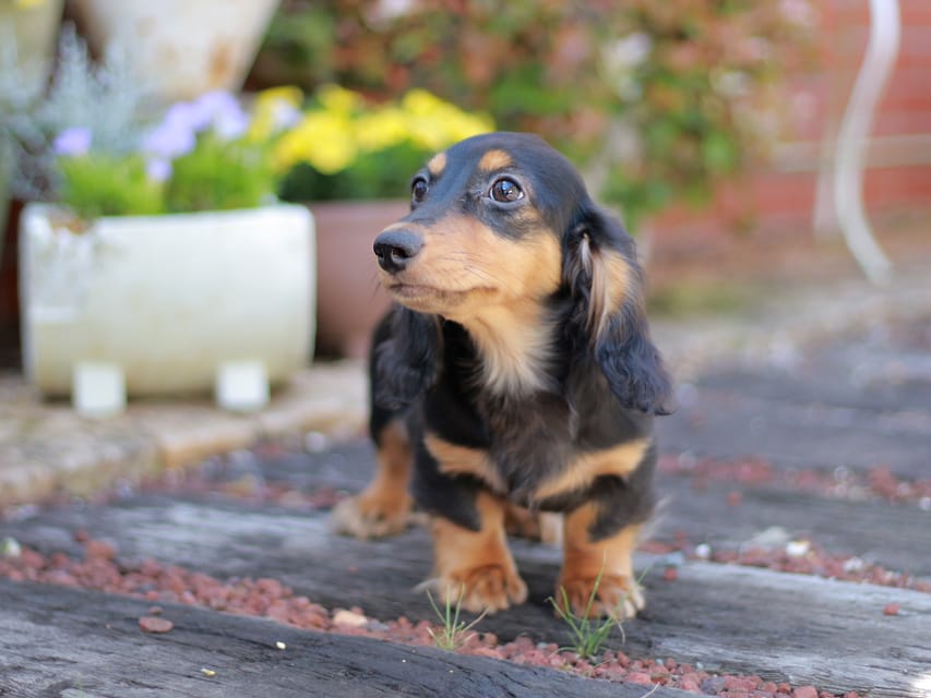 ミニチュアダックスフンド スィーティ&スカッシュの子犬 ブラックタン 女の子（1）