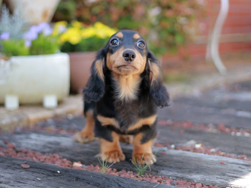 ミニチュアダックスフンド スィーティ&スカッシュの子犬 ブラックタン 女の子（1）