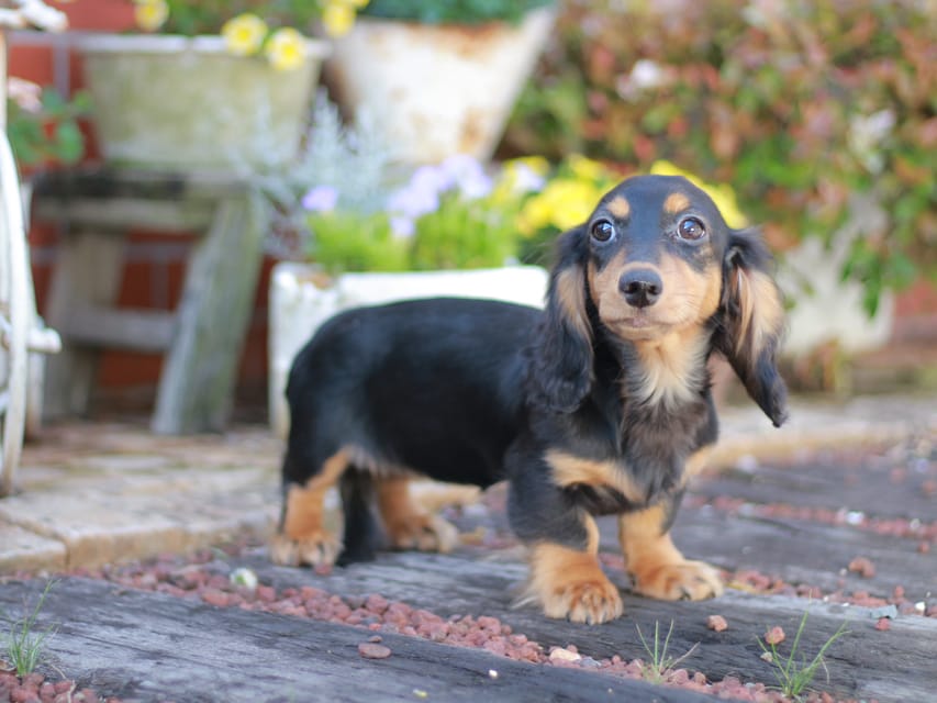 ミニチュアダックスフンド スィーティ&スカッシュの子犬 ブラックタン 女の子（1）