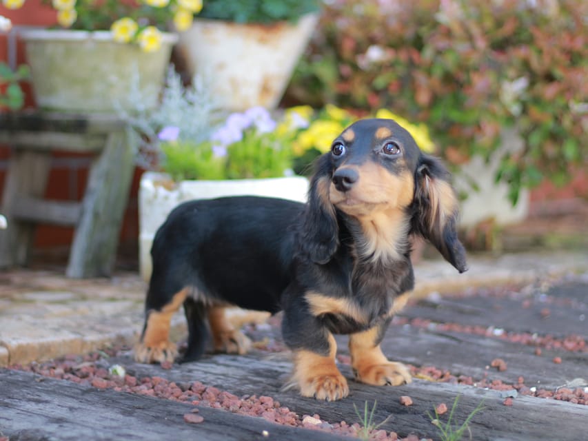 ミニチュアダックスフンド スィーティ&スカッシュの子犬 ブラックタン 女の子（1）