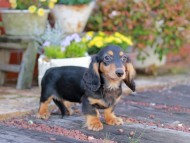 Miniature_Dachshund5411