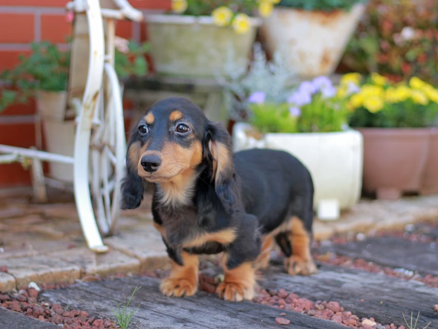 ミニチュアダックスフンド スィーティ&スカッシュの子犬 ブラックタン 女の子（1）