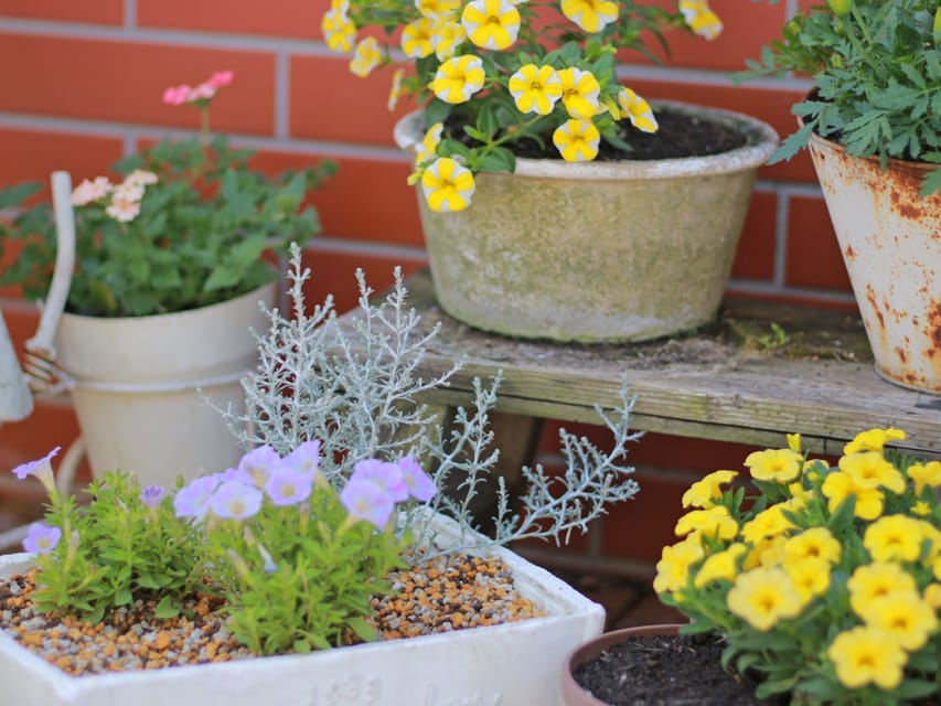 ミニチュアダックスフンド スィーティ&スカッシュの子犬 ブラックタン 女の子（1）