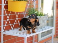 Miniature_Dachshund5437 Miniature_Dachshund5437
