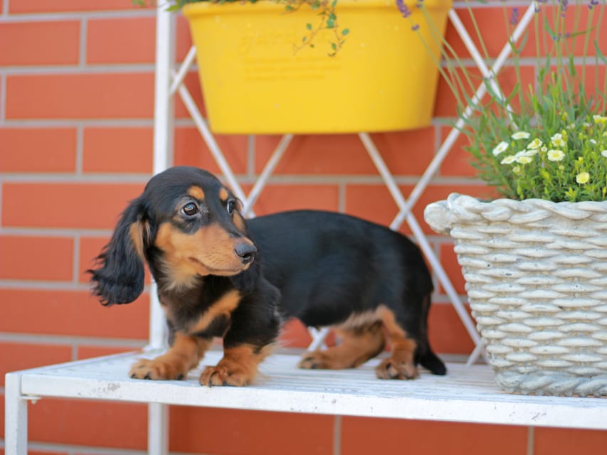 ミニチュアダックスフンド スィーティ&スカッシュの子犬 ブラックタン 女の子（1）