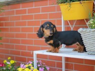Miniature_Dachshund5463 Miniature_Dachshund5463