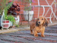 Miniature_Dachshund5483