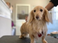 Miniature_Dachshund64