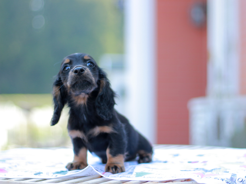 ミニチュアダックスフンド スィーティ&パンチの子犬 ブラタン 男の子（1）
