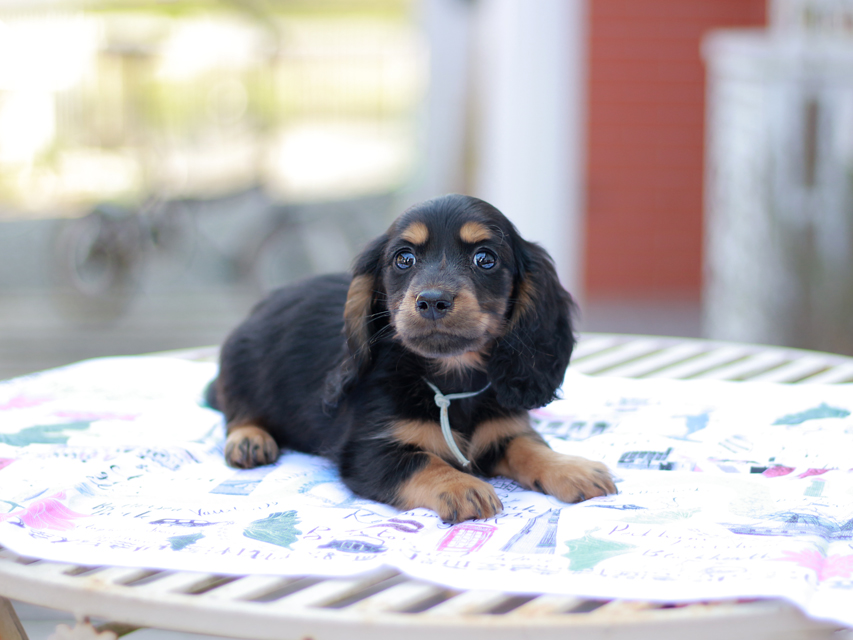 ミニチュアダックスフンド スィーティ&パンチの子犬 ブラタン 男の子（2）