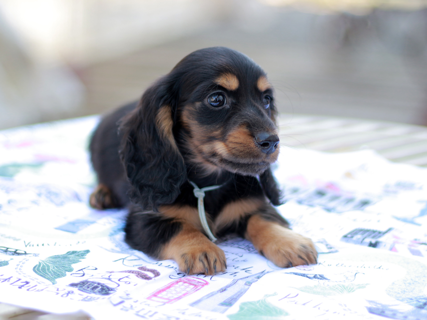 ミニチュアダックスフンド スィーティ&パンチの子犬 ブラタン 男の子（2）