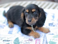 Miniature_Dachshund6783