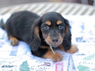 Miniature_Dachshund6785