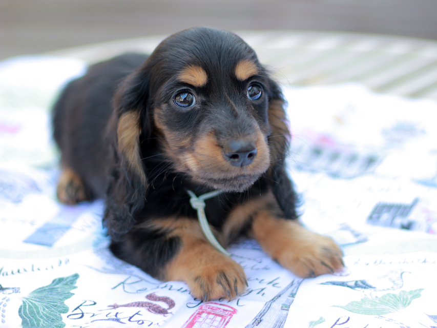 ミニチュアダックスフンド スィーティ&パンチの子犬 ブラタン 男の子（2）