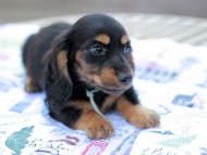 Miniature_Dachshund6798