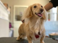 Miniature_Dachshund68