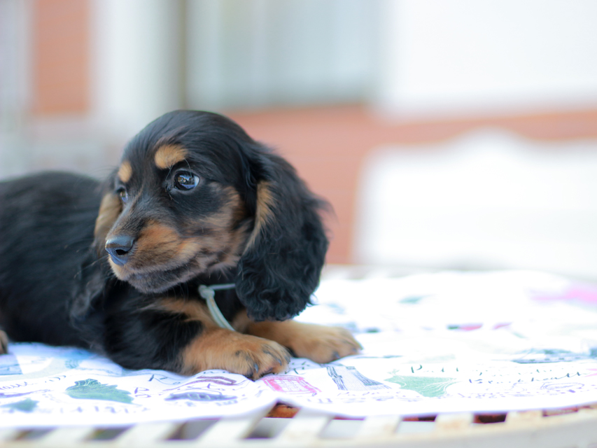 ミニチュアダックスフンド スィーティ&パンチの子犬 ブラタン 男の子（2）