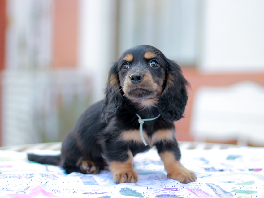 ミニチュアダックスフンド スィーティ&パンチの子犬 ブラタン 男の子（2）