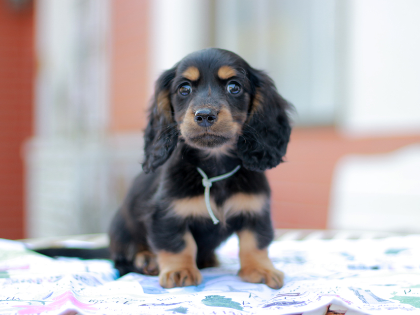 ミニチュアダックスフンド スィーティ&パンチの子犬 ブラタン 男の子（2）